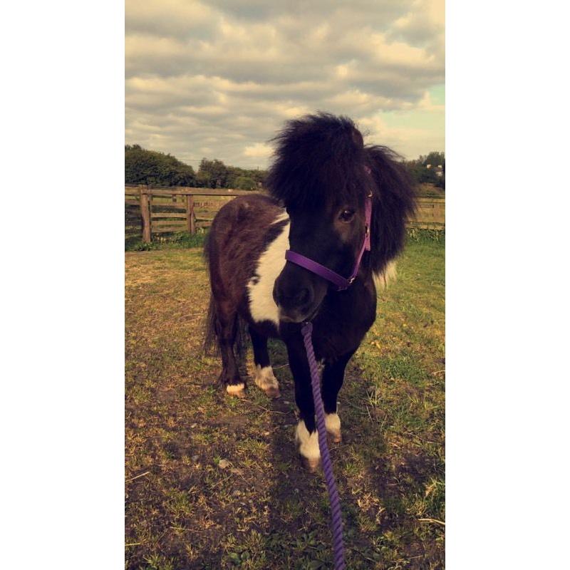 10 year old Shetland gelding