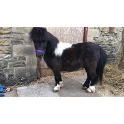 10 year old Shetland gelding