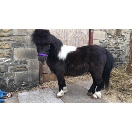 10 year old Shetland gelding