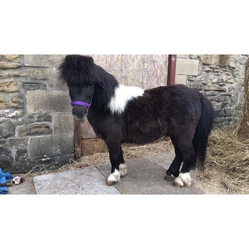 10 year old Shetland gelding