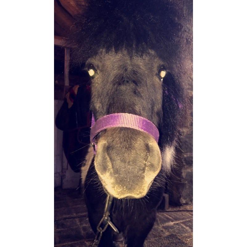 10 year old Shetland gelding