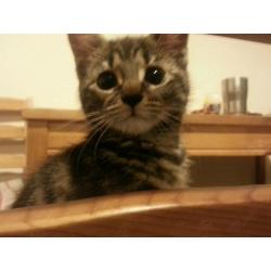 Kitten for sale