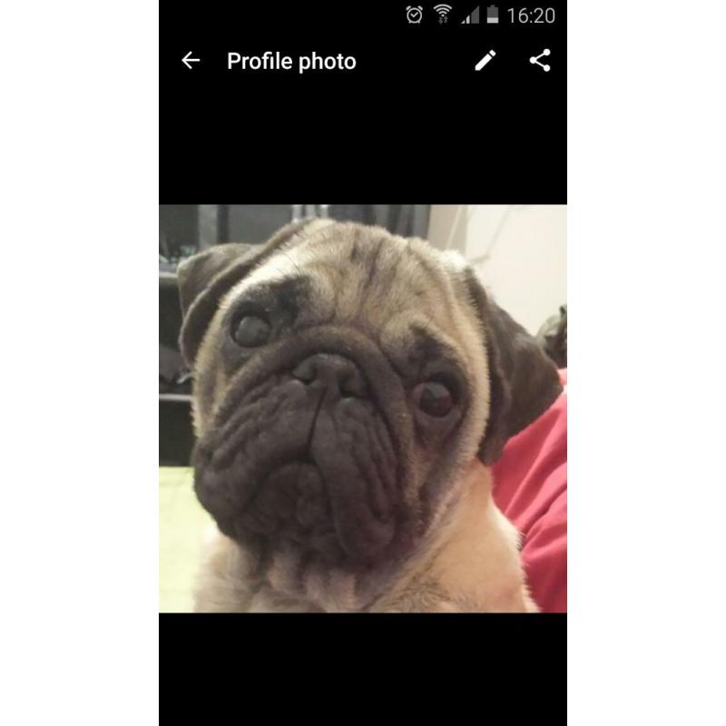 Pug looking for a loving home
