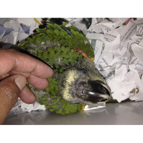 Super Tame Baby Blue Fronted Amaon Parrot