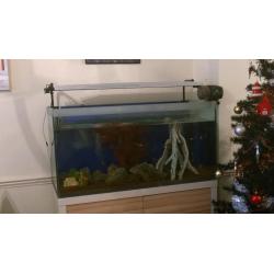 Fluval fish tank