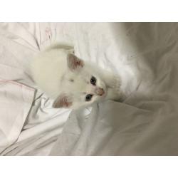 Kitten