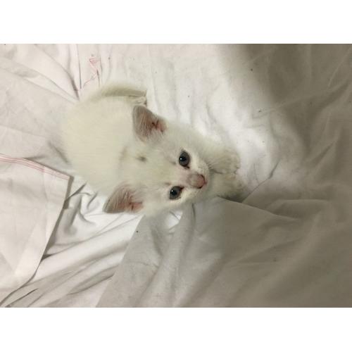 Kitten