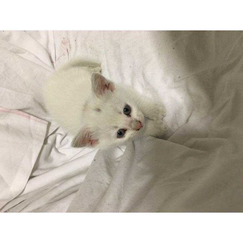 Kitten
