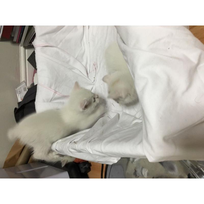 Kitten