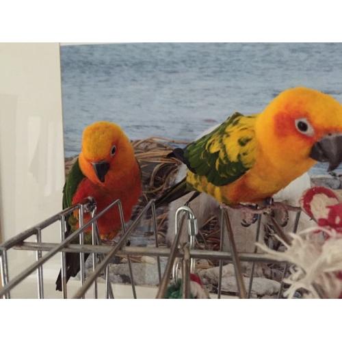 Parrot