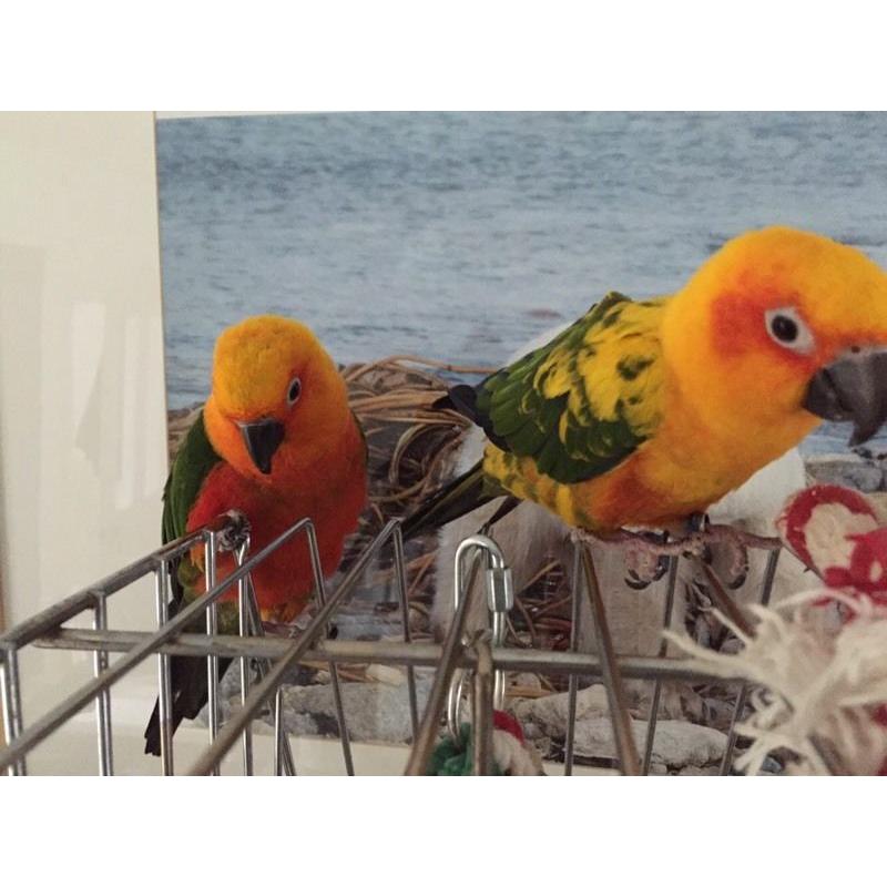 Parrot
