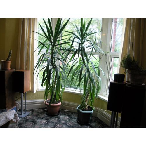 2 Large about 7 Foot Indoor Corn Plant Weymouth