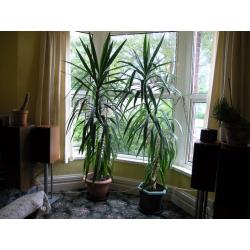 2 Large about 7 Foot Indoor Corn Plant Weymouth