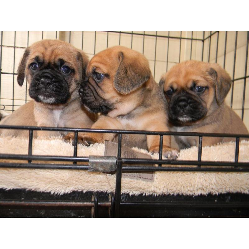 PUGGLE' puppies forsale