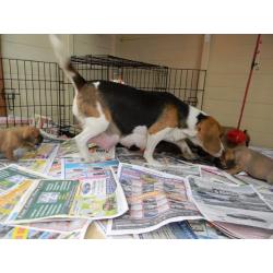 PUGGLE' puppies forsale