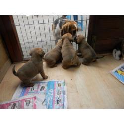 PUGGLE' puppies forsale