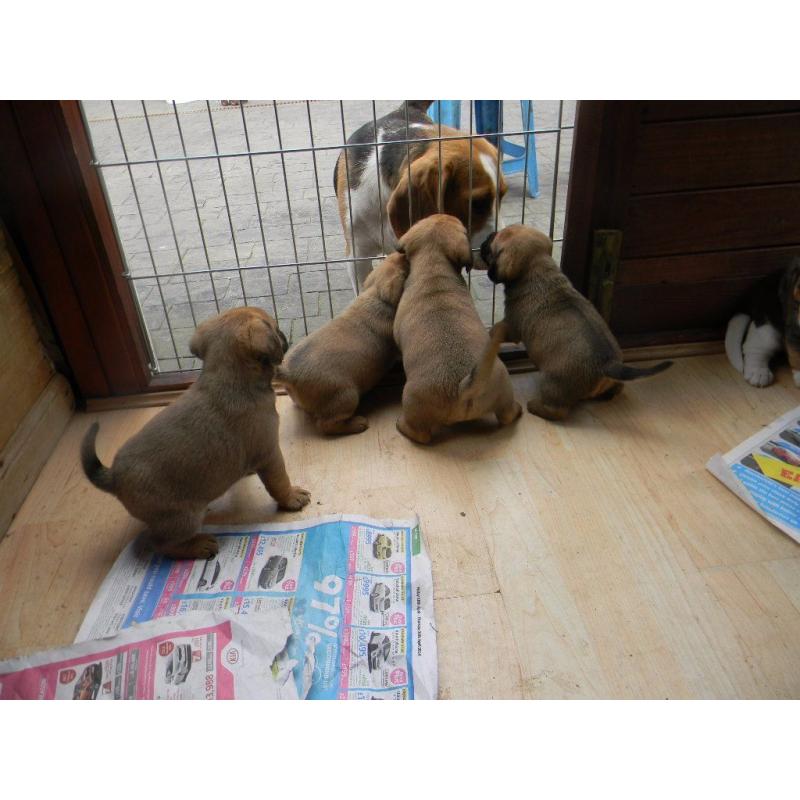 PUGGLE' puppies forsale
