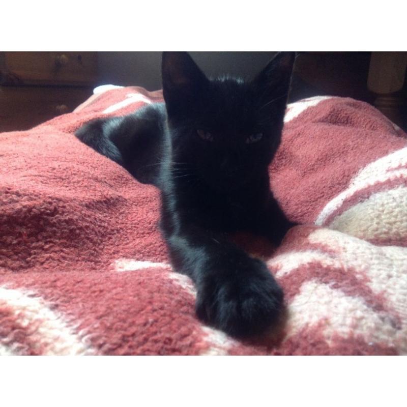 Kitten for sale