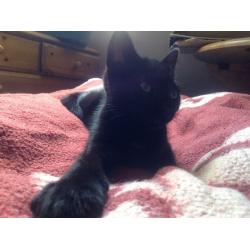 Kitten for sale