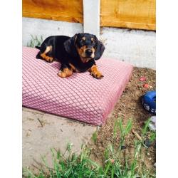 Dachshund boy for sale