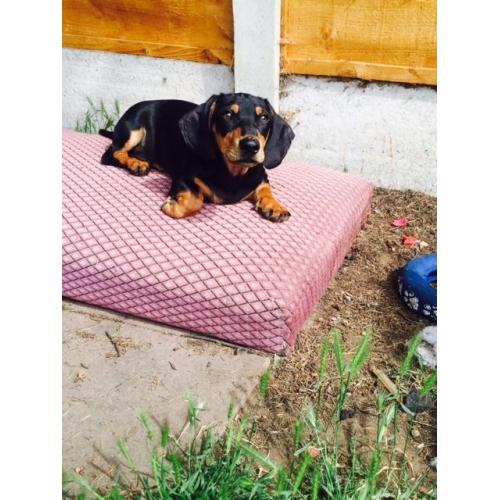 Dachshund boy for sale