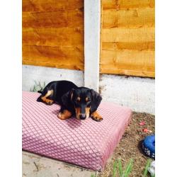 Dachshund boy for sale