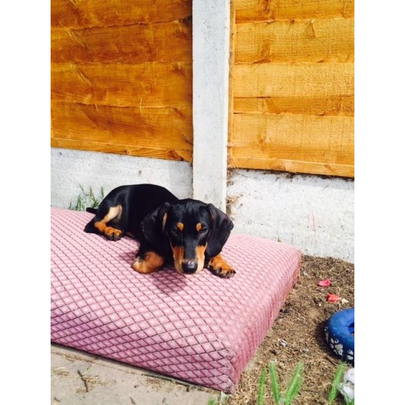 Dachshund boy for sale