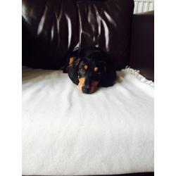 Dachshund boy for sale