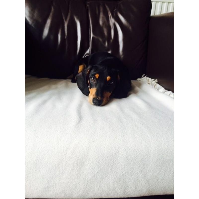 Dachshund boy for sale