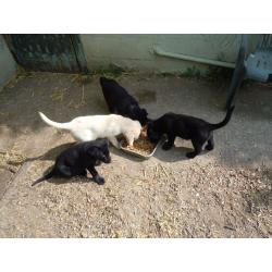 Labrador X German Shepherd Puppies for sale.