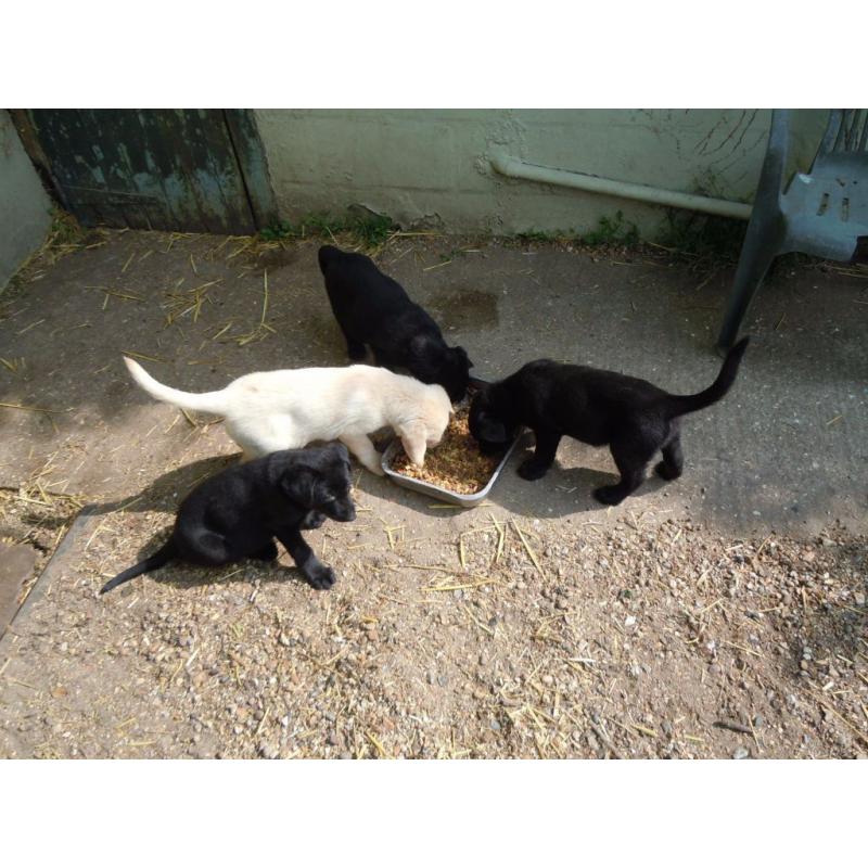 Labrador X German Shepherd Puppies for sale.