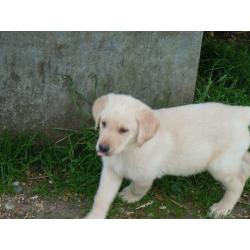 Labrador X German Shepherd Puppies for sale.