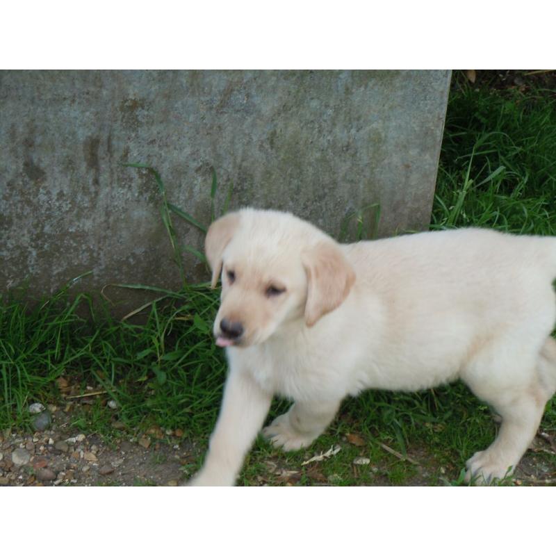 Labrador X German Shepherd Puppies for sale.