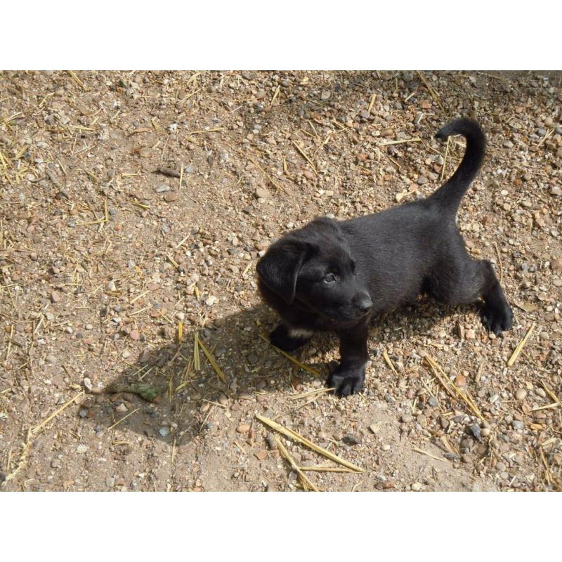 Labrador X German Shepherd Puppies for sale.