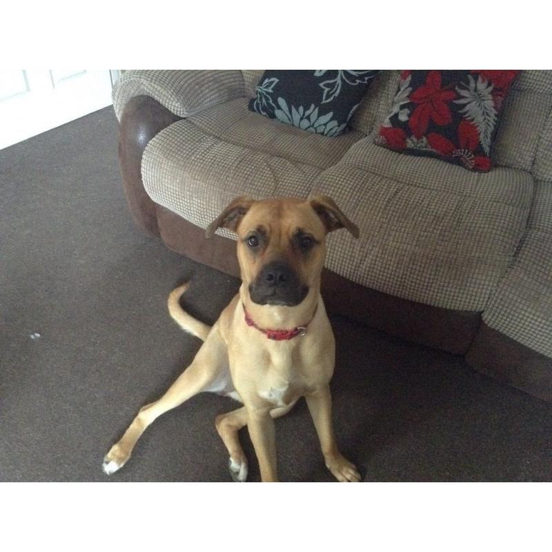 Bullmastiff x