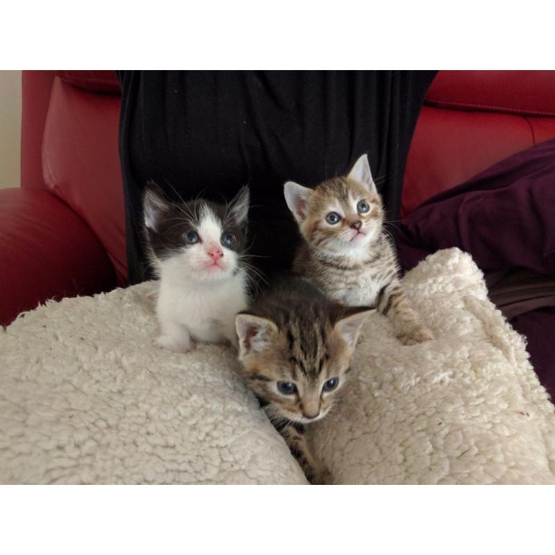 3x Kittens for sale, 2 girls one boy
