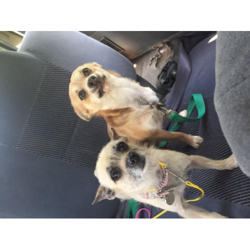 Jack Russell cross chihuahuas dogs