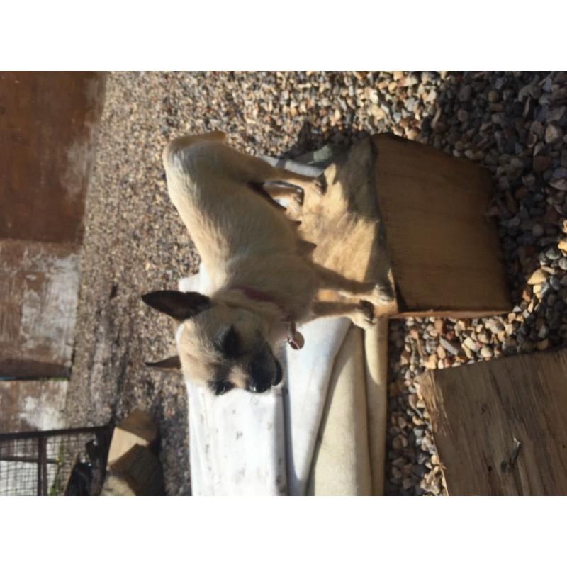 Jack Russell cross chihuahuas dogs