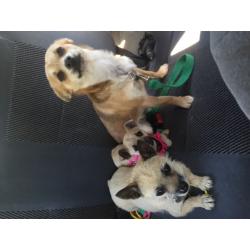 Jack Russell cross chihuahuas dogs