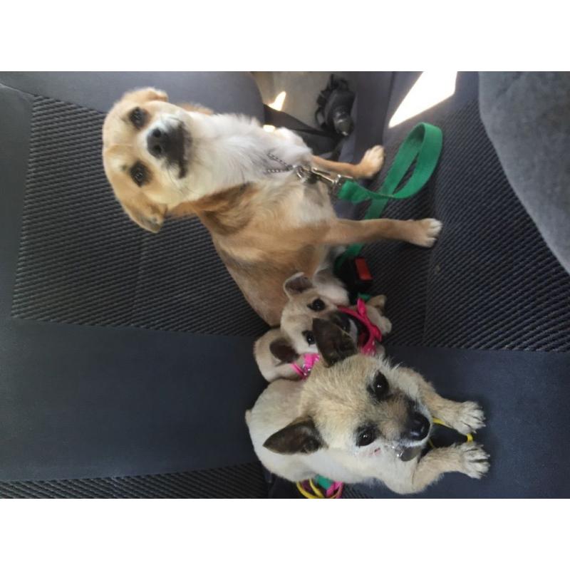 Jack Russell cross chihuahuas dogs
