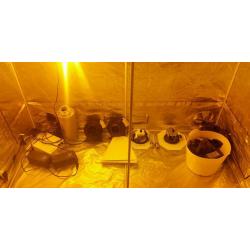 Full hydroponics set up