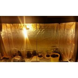 Full hydroponics set up