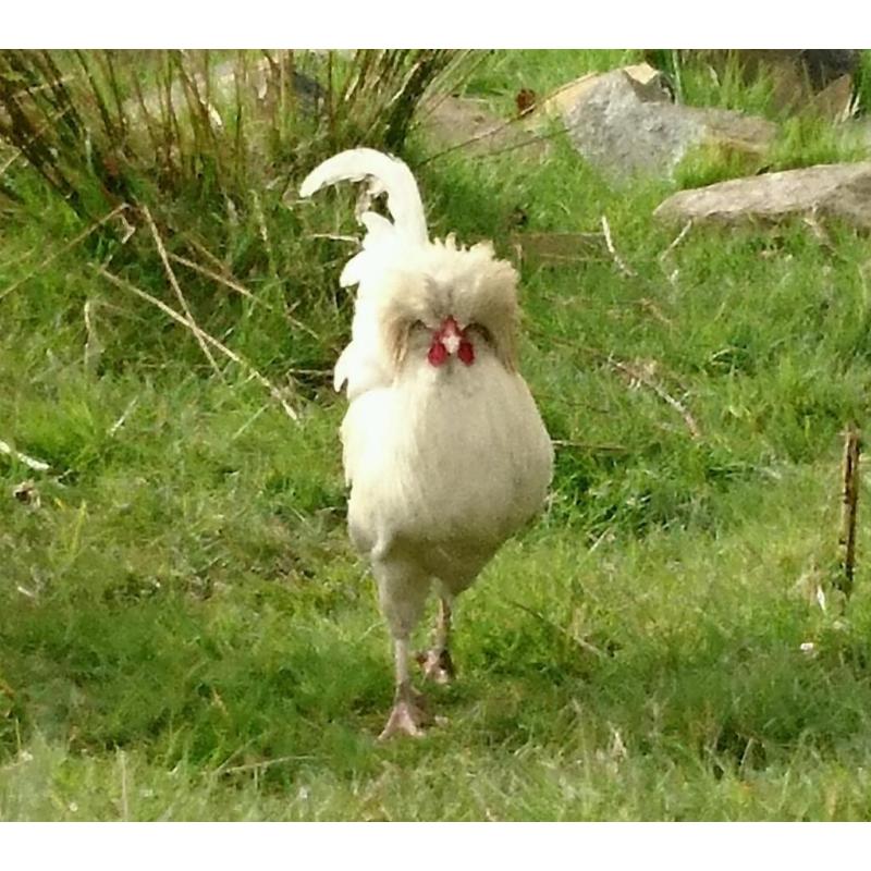 White Polish bantam cockerel 1 year old