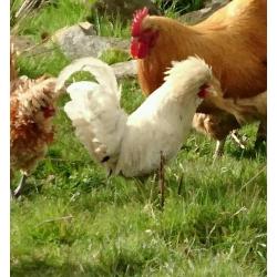 White Polish bantam cockerel 1 year old