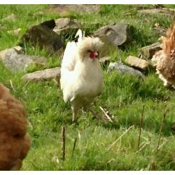 White Polish bantam cockerel 1 year old