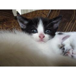 The most adorable kittens for sale - unbelievably loving, playful and cute