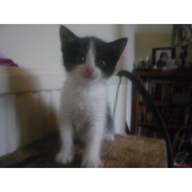 The most adorable kittens for sale - unbelievably loving, playful and cute