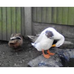 Ducks
