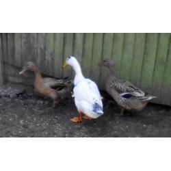 Ducks