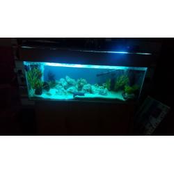4ft fish tank